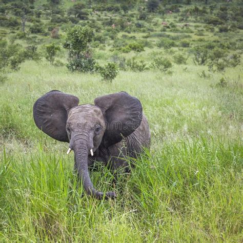 African Bush Elephant, South Africa